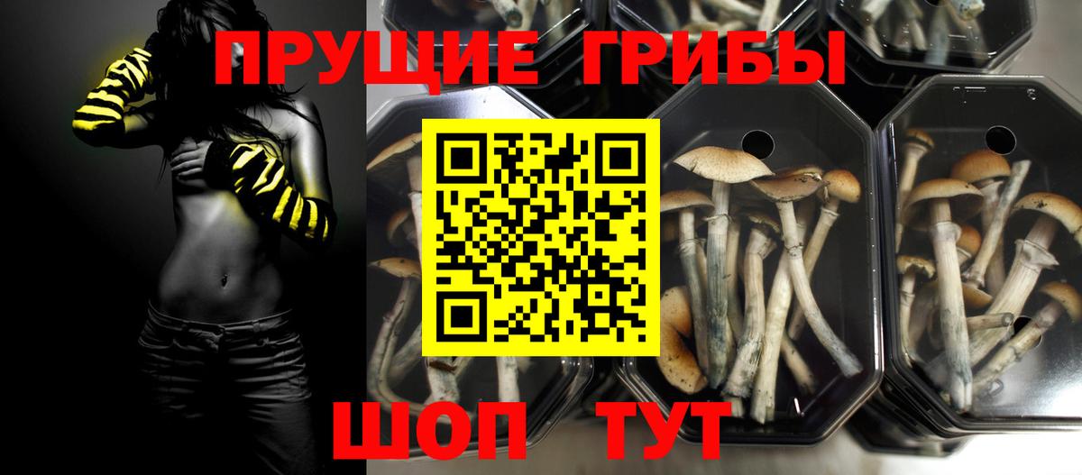 как найти наркотики  Вход с VPN  Троицк  Псилоцибиновые грибы Magic Shrooms  Псилоцибиновые грибы GOLDEN TEACHER 